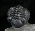 Enrolled Eldredgeops Trilobite - New York #30271-3